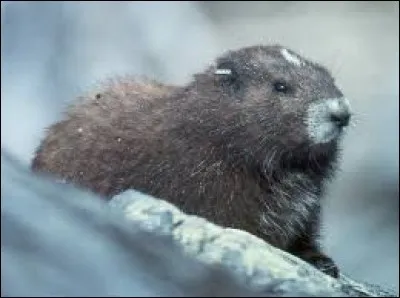 Pendant l'hiver, certains animaux vivent au ralenti. On dit qu'ils :