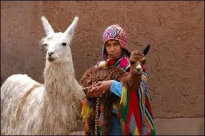 Toujours un animal, mais un lama maintenant. Dans quel pays ?