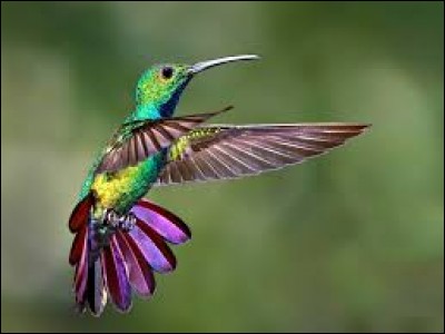 Les colibris...
