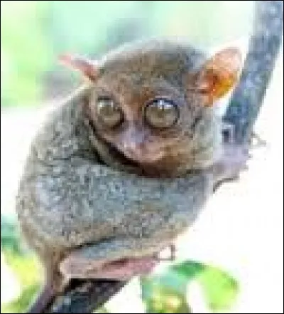 Le globe oculaire du tarsier fait la taille...