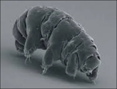 Les tardigrades se trouvent...