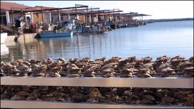 Entre fin juillet et début août, rendez-vous à Marseillan, Mèze et Bouzigues pour la fête de l'huître. Dans quel département ai-je envie de vous inviter ?