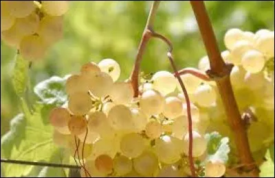 Quelle fête juteuse se déroule en septembre dans cette belle commune du Tarn-et-Garonne, Moissac, en septembre ?