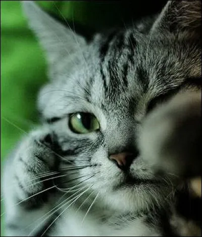 Quel animal voyez-vous tirer à l'arc sur cette image ?