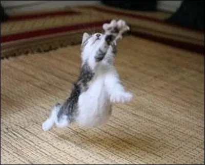 Ce petit chat adore jouer au volley ; avec laquelle de ces balles y joue-t-on ?