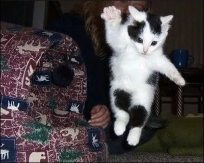 Le basket est le sport favori de ce chaton ; avec quel membre n'a-t-on pas le droit de toucher la balle ?