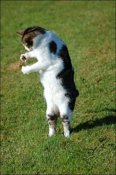Mister Cat aime le lancer de marteau ; pour rester dans la course, il ne doit pas sortir d'un certain cercle ; quel en est le diamètre ?