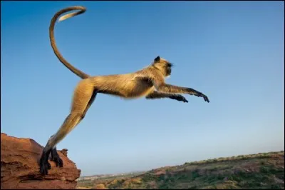 Ce singe s'apprête à débuter une course de natation ; laquelle de ces nages ne peut-il pas vouloir faire, d'après sa position sur l'image ?