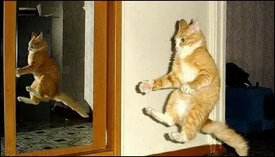 Ce chat roux semble pédaler dans le vide ; peut-être aimerait-il faire le Tour de France ? En parlant du Tour de France, qui l'a remporté en 2016 ?