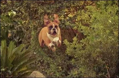Ce chien, accro au 110 mètres haies, semble très concentré. À qui cette course est-elle d'ordinaire réservée ?