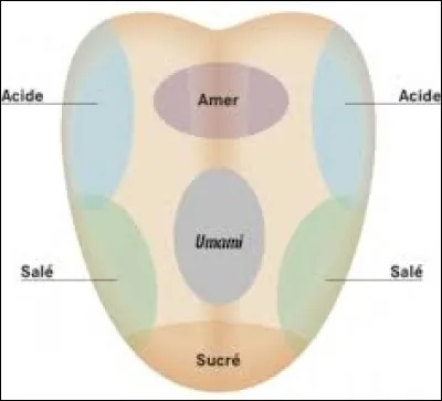 Grâce à quoi peut-on percevoir les différents goûts des aliments ?