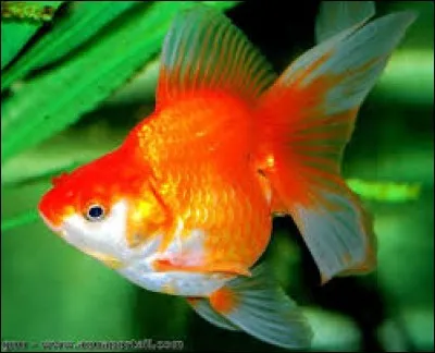 Quelle est la capacité de mémoire d'un poisson rouge ?