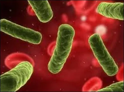 Quelle bactérie est responsable, lorsqu'elle est là, de maladies plus ou moins graves comme l'angine ?