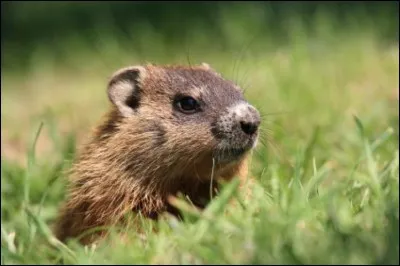 Groundhog Day : Cette f&ecirc;te a lieu le 2 f&eacute;vrier et consiste &agrave; attendre de voir une marmotte sortir de son terrier, signe que l'hiver se prolongera. Si l'inverse se produit, alors le printemps arrive. Cette f&ecirc;te se d&eacute;roule dans 2 pays lesquels ?