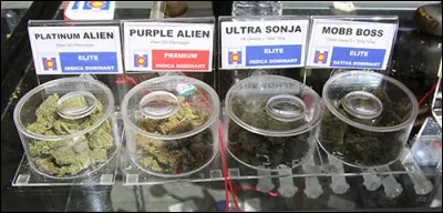 Cannabis cup : Ce festival a lieu tous les ans au mois de novembre. C'est le plus grand festival de cannabis o&ugrave; 2&nbsp;000 juges &eacute;lisent la meilleure vari&eacute;t&eacute; de plantes &agrave; 5 feuilles. O&ugrave; se tient cette comp&eacute;tition ?