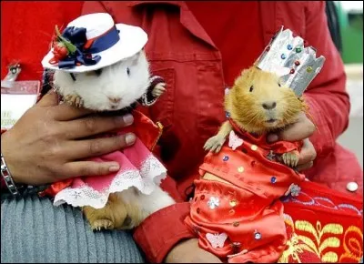 Le festival du cochon d'Inde : cette coutume vieille de 1&nbsp;500 ans a donn&eacute; lieu &agrave; un festival au cours duquel les villageois d&eacute;guisent leur rongeur favori dans l'espoir de gagner le prix du plus beau d&eacute;guisement. Malheureusement pour les perdants, ils finiront dans l'assiette (v&eacute;ridique) O&ugrave; se tient ce festival ?