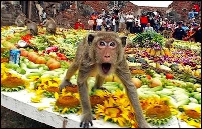 La fête des singes - Chaque année, les habitants préparent un énorme buffet de nourriture réservé aux singes avec boissons, mets raffinés et bonbons, tout cela dans le but de rendre hommage à une déesse. Qui sont ces adorateurs de singes ?