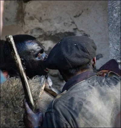 La Fête de l'ours - Selon la tradition médiévale, un ours a été transformé en humain après avoir enlevé une jeune bergère. Deux équipes de villageois s'affrontent : les chasseurs et les ours. Les ours courent dans les rues et enduisent tous les passants de suie avant d'être rattrapés et rasés par les chasseurs. La fête continue autour d'un festin et de danses traditionnelles. Mais où ?