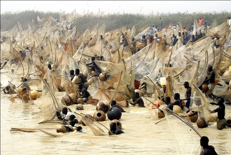 Festival d'Argungu : Pendant 4 jours, on célèbre la mer. Les hommes équipés de bâtons et de grands filets tentent d'attraper les plus gros poissons. D'où vient cette fête datant de 1934 ?
