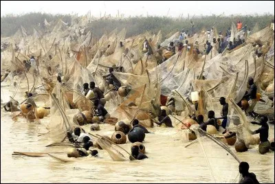 Festival d'Argungu : Pendant 4 jours, on célèbre la mer. Les hommes équipés de bâtons et de grands filets tentent d'attraper les plus gros poissons. D'où vient cette fête datant de 1934 ?