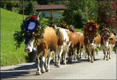 La transhumance : Lorsque les moutons sont redescendus du haut des alpages, on fête la transhumance dans la vallée. Les villageois déguisent alors les animaux en leur mettant des couronnes, des rubans et des petits miroirs pour chasser le diable. Nous sommes en... :