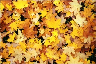 La chanson sugg&eacute;r&eacute;e par l'illustration est interpr&eacute;t&eacute;e par :