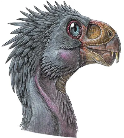 Incisivosaurus est un dinosaure faisant parti des théropodes.