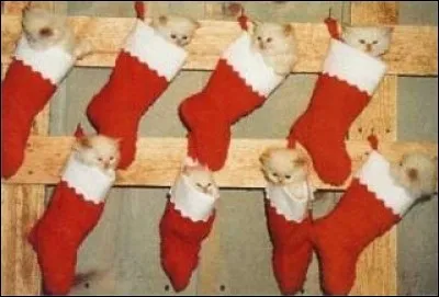 Combien de chatons voyez-vous dans les chaussettes de Noël qu'on accroche souvent à côté de la cheminée.