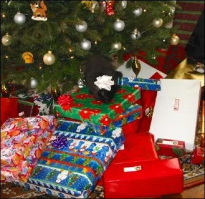 Combien de chats voyez-vous sur l'image ?