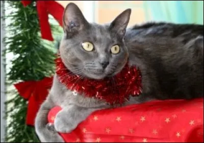 Qu'a-t-il autour de son cou ?