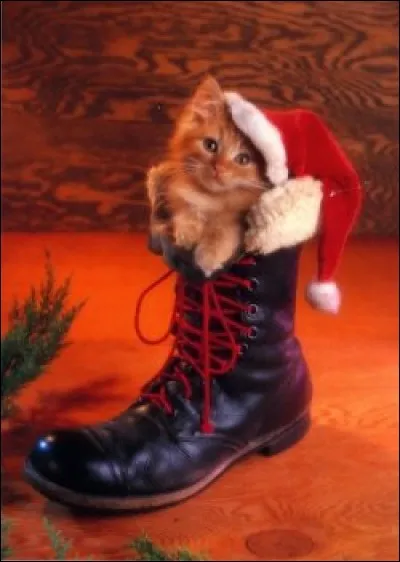 Où se trouve ce chat ?