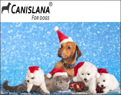 Combien de chats voyez-vous ?