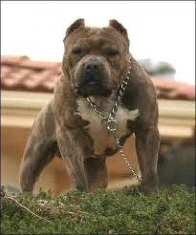 Laquelle de ces races de chien n'est pas dans la catégorie "Chiens d'attaque" ?