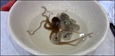 Poulpe vivant : La pieuvre est servie vivante dans l'assiette accompagn&eacute;e de graines de s&eacute;same. Ce plat est cependant dangereux, les ventouses de la b&ecirc;te peuvent venir se coller dans votre gorge, provoquant alors un &eacute;touffement. Quel pays prend ce risque ?