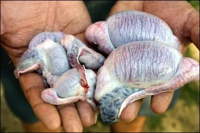 Les testicules de taureau : Les criadillas, comme on les nomme, se pr&eacute;parent avec du sel, du poivre, de la chapelure et du piment. Il suffit de les faire frire et le tour est jou&eacute; ! O&ugrave; peut-on en commander ?