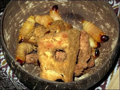 Le ver &agrave; cocotier : Fini les cacahu&egrave;tes, pour l'ap&eacute;ro la tendance est aux vers &agrave; soie grill&eacute;s. Ce mets raffin&eacute; au go&ucirc;t de noisette est riche en prot&eacute;ines, faible en gras et contient des acides gras essentiels. O&ugrave; peut-on en trouver ?