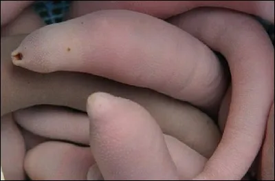 Le poisson p&eacute;nis : Ou "Urechis unicinctus" est un ver marin &agrave; l'aspect particulier d'o&ugrave; il tire son nom. On le vend fr&eacute;tillant et son go&ucirc;t serait proche de l'andouillette. O&ugrave; peut-on en manger?