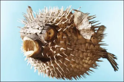 Le poisson Globe : Appel&eacute; fugu ce poisson est mortellement dangereux car il contient un poison sans antidote qui peut tuer en quelques minutes. Cependant il existe une technique pour enlever le poison que seuls connaissent les chefs. Quel peuple prend ce risque ?