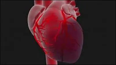 Comment s'appelle le muscle du coeur ?