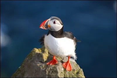 Le cœur de macareux : Ce petit oiseau trop chou est dégusté et très apprécié dans ce pays. La viande est noire et très fine. Paraît-il que c'est excellent. Où peut-on en déguster ?