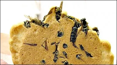 Le biscuit de guêpe : C'est un mélange sucré salé plutôt étrange mais on peut en trouver dans quel pays ?