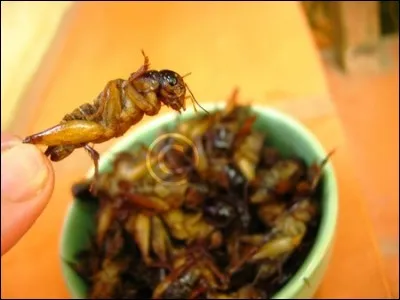 Locust : Il s'agit de criquets grillés qui ont envahi le pays auparavant. Les habitants les considèrent comme purs et il s'agit d'un mets très raffiné. Dans quel pays ?