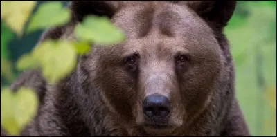Les pattes d'ours : Elles sont consommées car on imagine que cela apporte la force et la vigueur. Elles peuvent être cuisinées de différentes manières et ont le goût du porc tout en étant moins gras. Où peut-on manger cet animal pourtant protégé ?