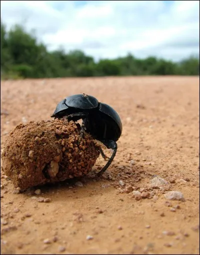 Les bousiers : Ces insectes passent leur temps dans la bouse des vaches, mais avant d'être consommés, on leur retire leur abdomen, on les déshydrate et on les cuit souvent avec du porc et des légumes. Mais dans quel pays ?