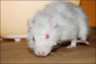 Comment les rats aux yeux roses voient-ils ?