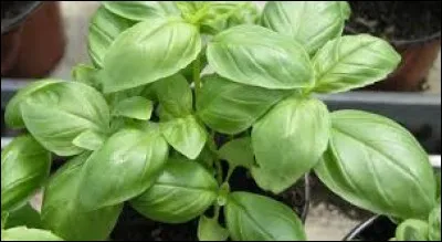 Elle a donné du __.