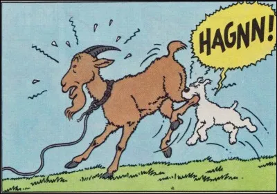 Dans quel album de Tintin peut-on voir cette chèvre qui va le sauver d'une situation périlleuse ?