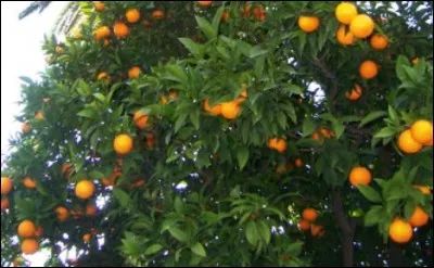 An orange tree on the Irish ground ...