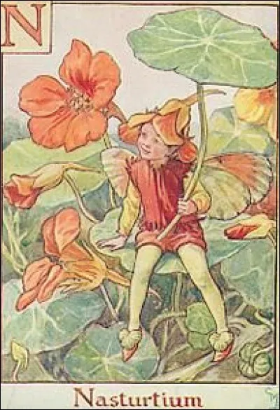 La feuille de sa fleur lui sert de parasol :