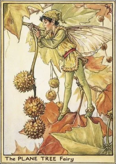 Ce lutin est perché sur un platane, au milieu de quels fruits ?
